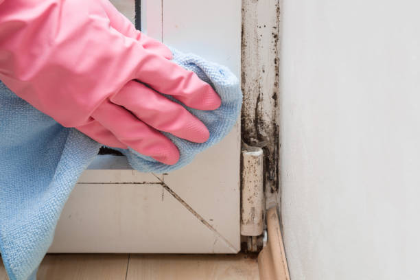 Best Mold Odor Removal Services  in Owens Cross Roads, AL